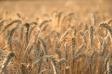 Naklejka premium Mature wheat heads in golden grain field