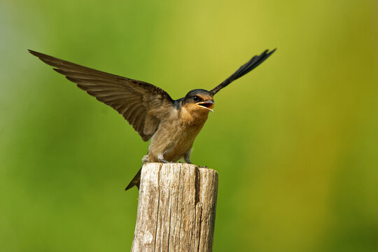 Pacific Swallow Hirundo javanica young fledgling calling with open beak and raised wings on old wooden post, juvenile passerine bird of family Hirundinidae, green background, tropical Southeast Asia