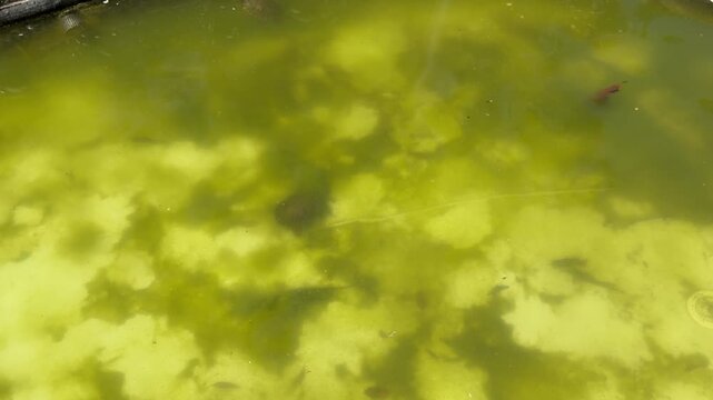 Close view of green pond water and submerged aquatic growth