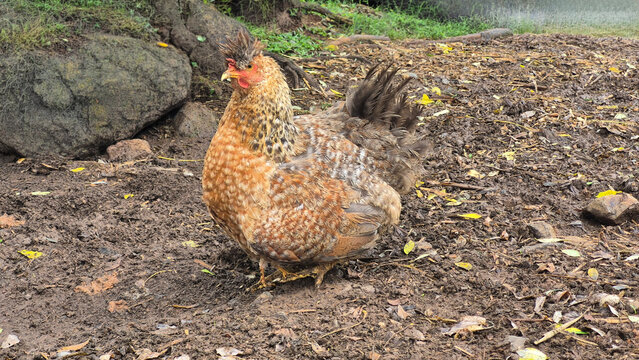 Cream Legbar Hen sitting on a farm's Backyard