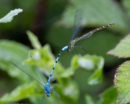 A pair of large red eye damselflies mating. Relatively common insect in the UK, often found on floating vegetation.