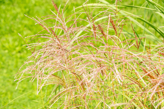 Miscanthus sin Fidel Elegance plant in Saint Gallen in Switzerland 31.8.2026