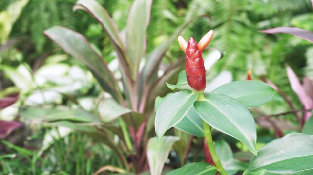 close up of a button ginger plant