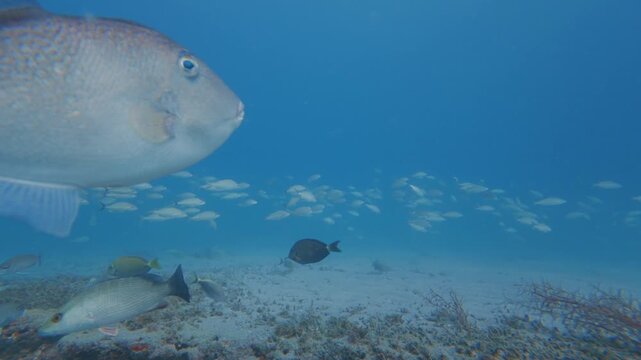 coral reef with school of fish