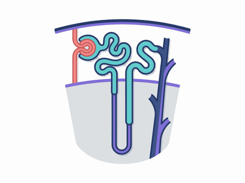 Medical diagram vector illustration of a kidney nephron functional unit showing glomerulus and tubules. EPS Editable. Vector Illustrations.