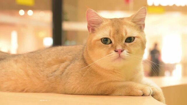 Golden British Shorthair cat lying calmly on a light wooden table, with soft golden fur and beautiful green eyes