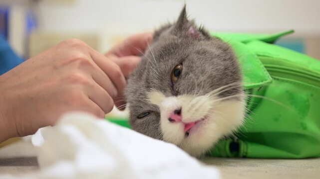 Vet cleaning ears of a grey and white British Shorthair cat restrained in a green medical bag