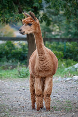 Fototapeta premium Portrait of Huacaya Alpaca