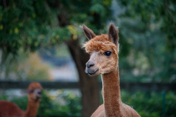 Fototapeta premium Closeup of Happy Looking Huacaya Alpaca