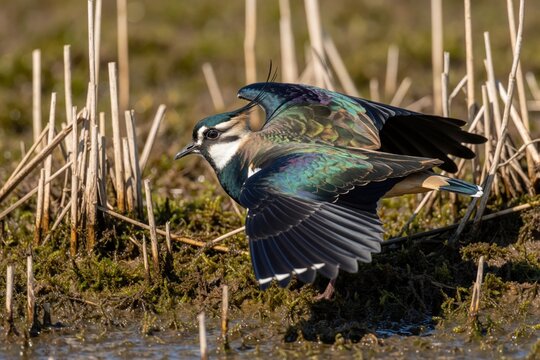 Northern lapwing bird flies low over marshland wetland. Wild bird with colorful feathers spreads wings in muddy swamp area. Vanellus vanellus animal rests near reeds, water in nature habitat during