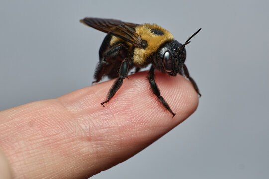 An eastern carpenter bee stands on a fingertip in close view.