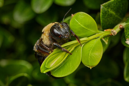 An eastern carpenter bee clings to a leafy green stem.