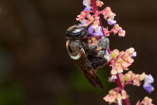 A southern carpenter bee clings to a stem of small purple flowers.