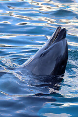 Bottlenose dolphin poking its head above blue water surface with open mouth. © Bowonpat
