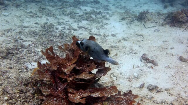 Blackspotted Puffer Resting on Coral