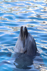 Bottlenose dolphin poking its head above blue water surface with open mouth. © Bowonpat