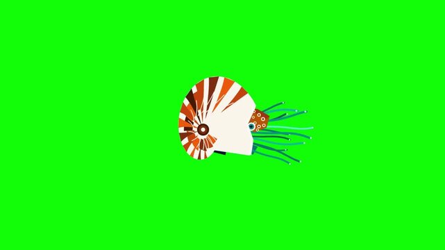 Animated Nautilus Swimming Across a Bright Green Background