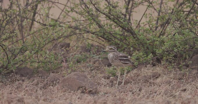Avian: Wind ruffles Eurasian Stone-curlew plumage as it hides under thorny shade in arid morning perfectly camouflaged