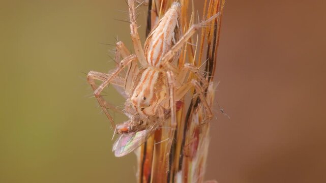 Rare: Brown Lynx spider clutches struggling fly on dry grass in winter morning; macro slow motion.