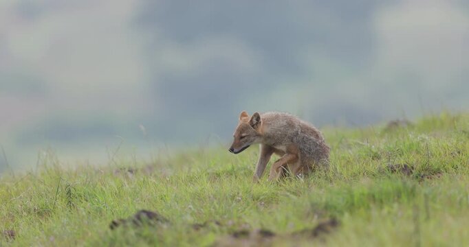 Rare: Indian Jackal sits on damp grass scratching back with hind leg in winter mist; slow motion canid
