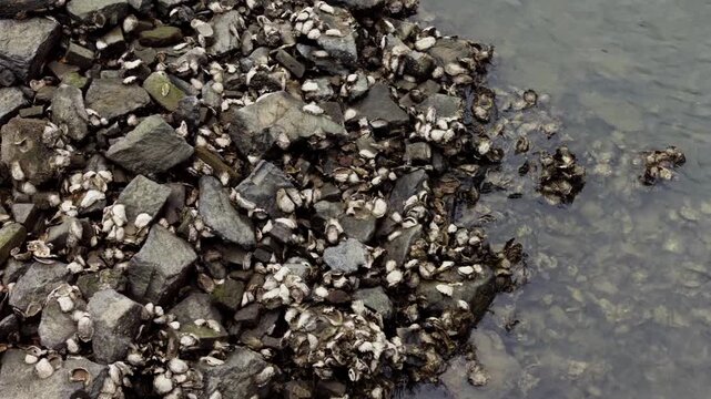 Clusters of wild oysters cling to jagged riprap stones along coastal shoreline while gentle murky seawater washes over rocky embankment during daylight.