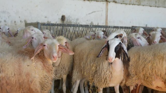 Large flock of woolly sheep huddled together inside a barn, waiting to be fed or milked
