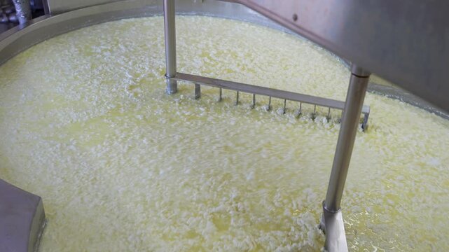 Industrial equipment mixing milk and separating the curd from the whey in a cheese factory