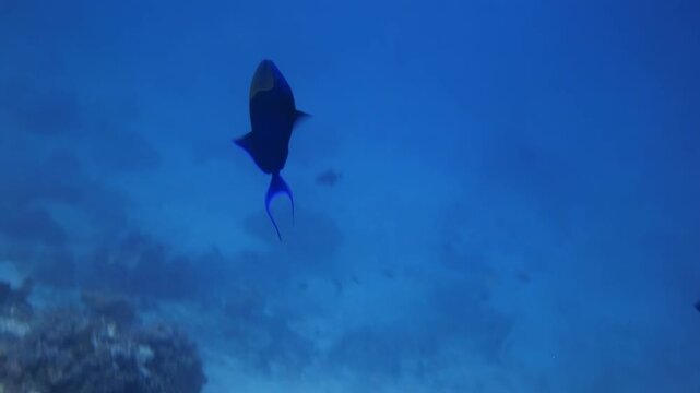 Redtoothed Triggerfish Swimming Over Coral Reef