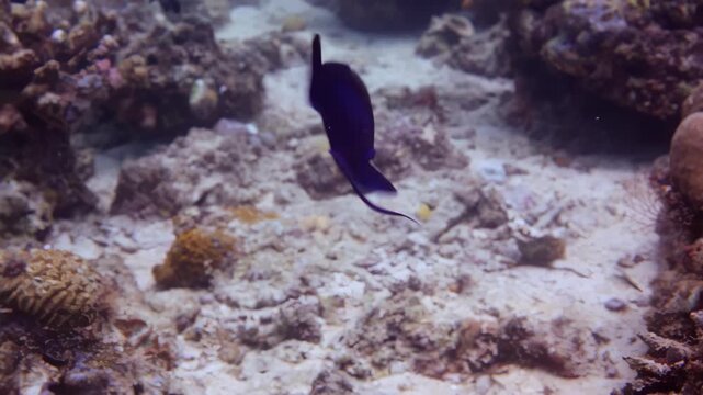 Redtoothed Triggerfish Swimming Over Coral Reef