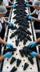 Naklejka premium Workers sort fresh purple grapes on long conveyor belt in winery factory. Staff in hairnets, blue gloves inspect fruit during harvest season. Manual quality control process in industrial wine