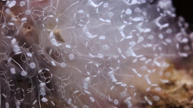 Light Bulb Sea Squirt Colony Filtering Water on Coral Reef