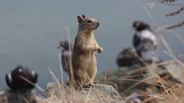 ground squirrel standing next to the shore looking lost  with pigeons as background