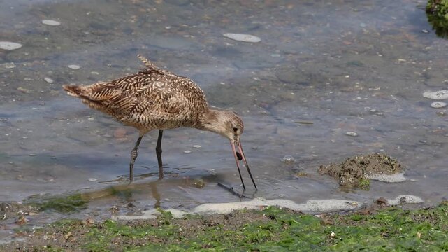 Marbled godwit eating food from the shore 