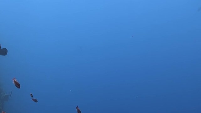 A captivating underwater journey unfolds as diverse fish species, including dark triggerfish and shimmering schools, gracefully swim through the vast, clear blue expanse of the ocean.