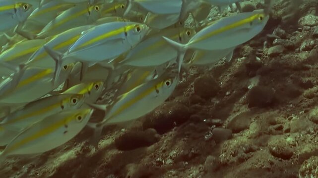 Graceful yellowstripe fish shimmer in unison, a living river flowing over the textured seabed. A large, dark fish silently explores the depths, adding mystery to this vibrant underwater tableau.