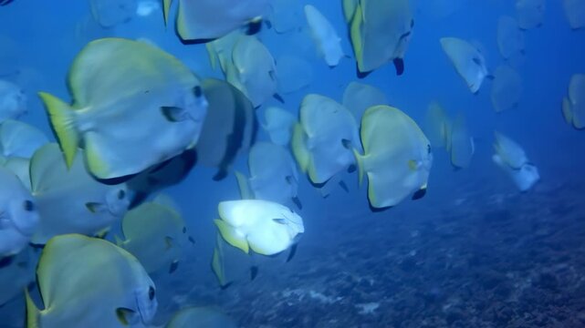 Batfish School Swimming in Clear Blue Ocean