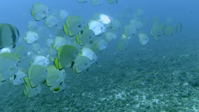 Longfin Batfish School Swimming Over Rocky Seabed