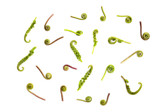 Fresh edible vegetable fern fiddleheads isolated on white background.