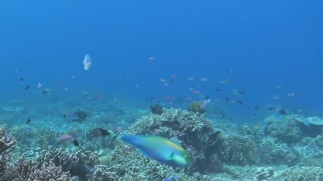 Witness a serene daytime panorama of a thriving coral ecosystem.