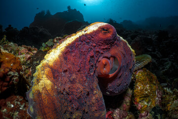 Octopus Resting on a Coral Reef in Late Afternoon © @UW.Art