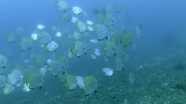 Batfish School Swimming Over Sandy Seabed