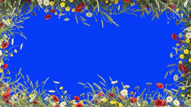 Floral frame border with colorful wild field flowers, poppies, daisies, and wheat grass at top and bottom over a studio blue screen background. Ideal for summer wedding invitations, spring promos, nat