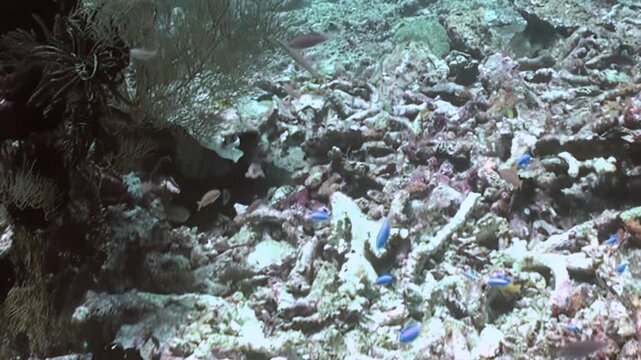 Small silver fish and blue damsels gracefully navigate the intricate, skeletal remains of a vast coral landscape. Other marine life, including a sea cucumber, rests upon the sandy patches.