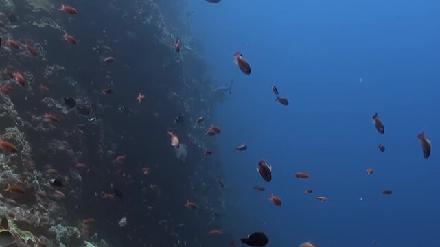 Schools of anthias dart among a grand coral reef wall in clear blue tropical waters. Larger dark fish and batfish gracefully glide by, creating a wondrous aquatic ballet during daytime.