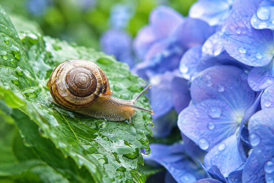 A Snail on a Dewy Leaf Among Blue Hydrangeas in the Japanese Rainy Season