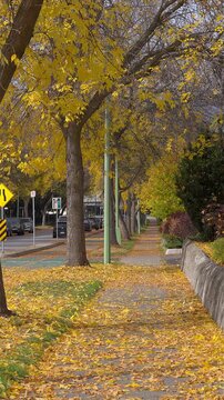 Autumn day on a sidewalk with yellow leaves
