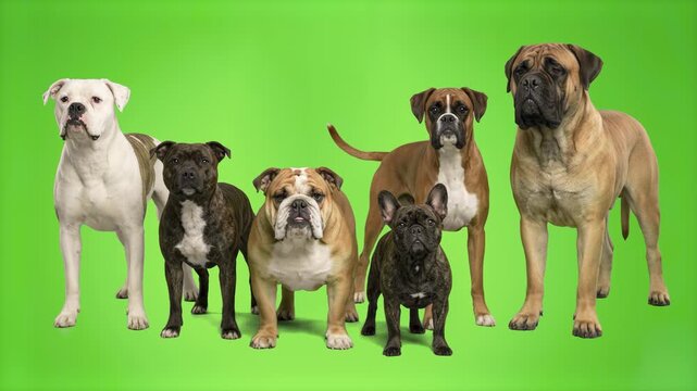 Detailed realistic 3D rendering of a group of molosser dog breeds including Boxer, English Bulldog, French Bulldog, and Mastiff isolated on a chroma key green screen background. Ideal for pet shop com