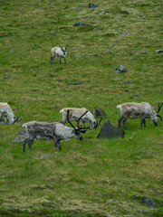 Wild  Reindeer herd in Iceland. © Zimu