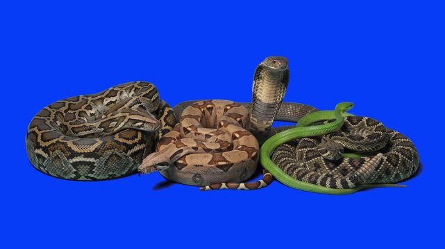 A diverse group of realistic snakes including a hood-flaring king cobra, python, boa constrictor, and green tree snake isolated on a studio blue screen background. Ideal for educational nature videos,