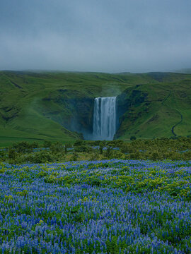 Summer view of the Skogafass in Iceland, with Lupines in front.